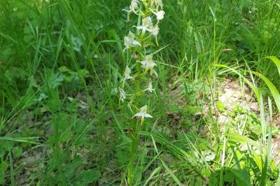 <i>Platanthera chlorantha</i>