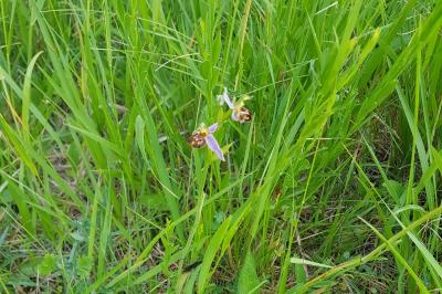 <i>Ophrys apifera</i>