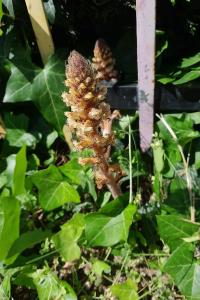 <i>Orobanche hederae</i>