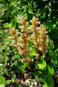 <i>Orobanche hederae</i>