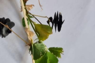 <i>Medicago orbicularis</i>