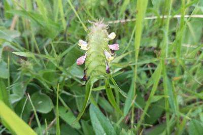 <i>Melampyrum cristatum</i>