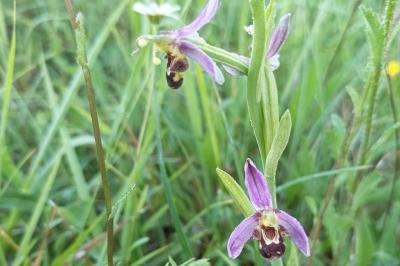 <i>Ophrys apifera</i>