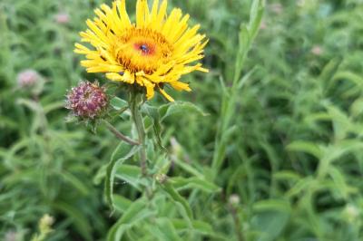 <i>Inula salicina</i>