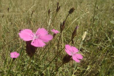 <i>Dianthus carthusianorum</i>