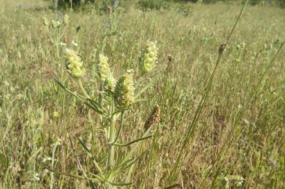 <i>Plantago arenaria</i>
