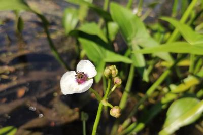 <i>Sagittaria sagittifolia</i>