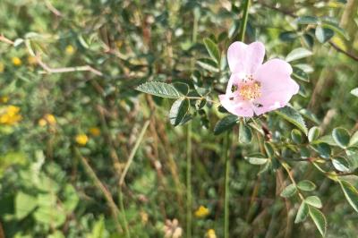 <i>Rosa rubiginosa</i>