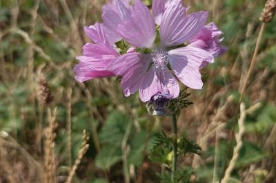 <i>Malva moschata</i>