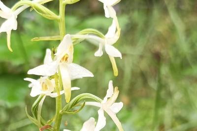 <i>Platanthera bifolia</i>