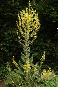 <i>Verbascum pulverulentum</i>