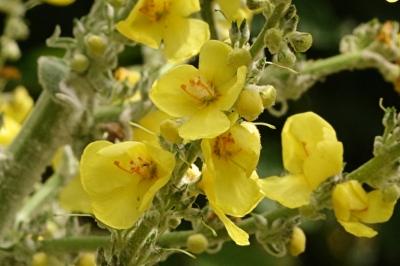 <i>Verbascum pulverulentum</i>