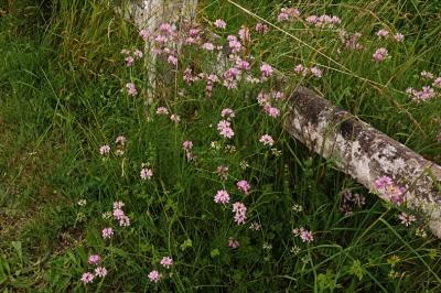 <i>Coronilla varia</i>