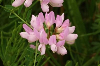 <i>Coronilla varia</i>