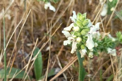<i>Stachys recta</i>