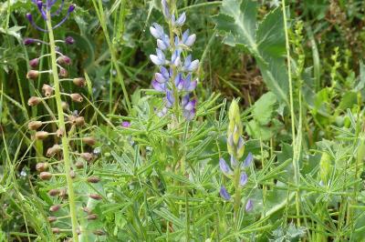<i>Lupinus angustifolius</i>