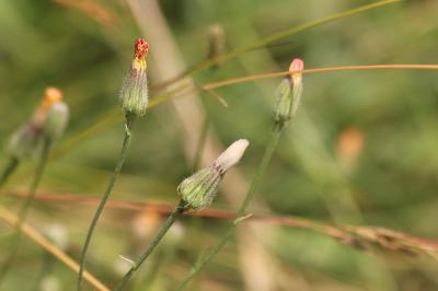 <i>Crepis foetida</i>