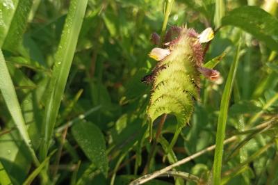 <i>Melampyrum cristatum</i>
