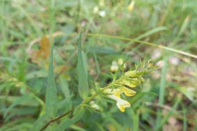 <i>Melampyrum pratense</i>