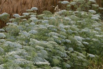<i>Ammi majus</i>