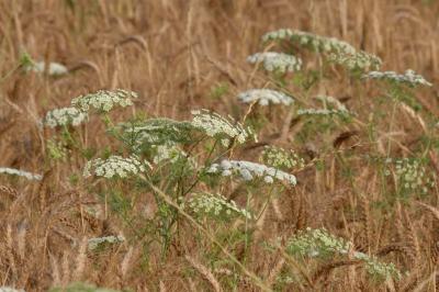 <i>Ammi majus</i>