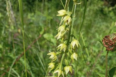 <i>Epipactis muelleri</i>
