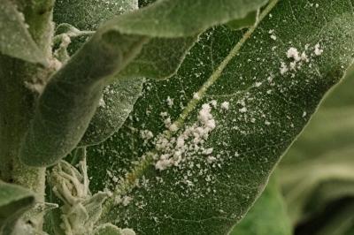 <i>Verbascum pulverulentum</i>