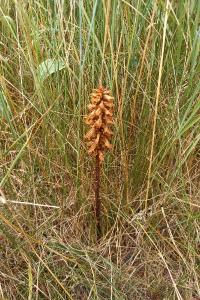 <i>Orobanche</i>