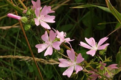 Malvaceae