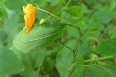 Balsaminaceae