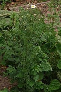 <i>Tripleurospermum inodorum</i>