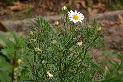 <i>Tripleurospermum inodorum</i>