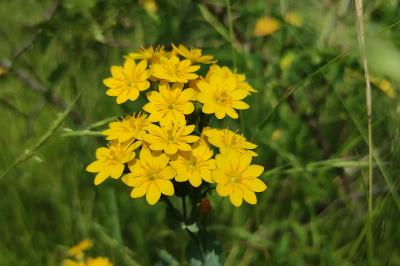 <i>Blackstonia perfoliata</i>