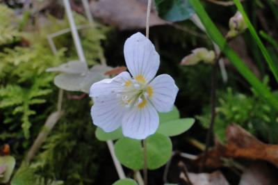 <i>Oxalis acetosella</i>