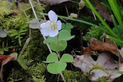 <i>Oxalis acetosella</i>