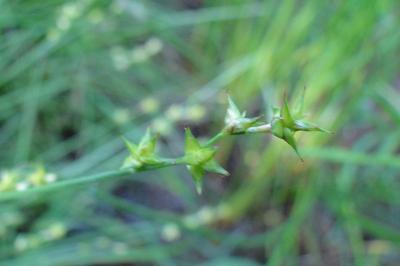 <i>Carex echinata</i>