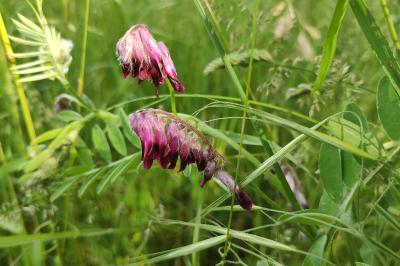 <i>Vicia benghalensis</i>