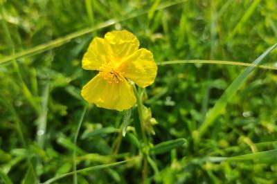 <i>Helianthemum nummularium</i>
