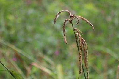 <i>Carex pendula</i>