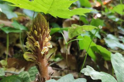 <i>Orobanche hederae</i>