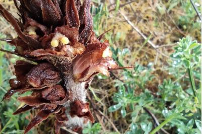 <i>Orobanche rapum-genistae</i>