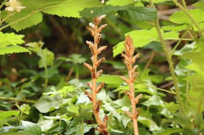 <i>Orobanche hederae</i>