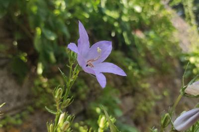 <i>Campanula pyramidalis</i>