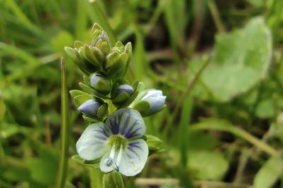 Plantaginaceae