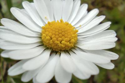 <i>Bellis perennis</i>
