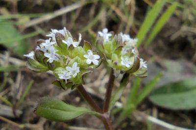 <i>Valerianella locusta</i>