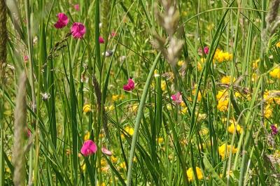 <i>Lathyrus nissolia</i>