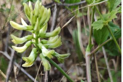 <i>Astragalus glycyphyllos</i>