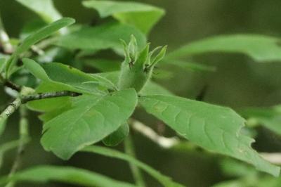 <i>Crataegus germanica</i>