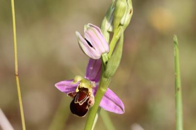 <i>Ophrys apifera</i>